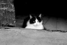 waiting for the owner ... / ------