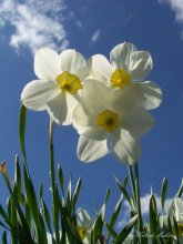 Vorfrühling / ***