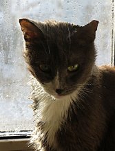 Hartnäckige, Stacheldraht ... / ***