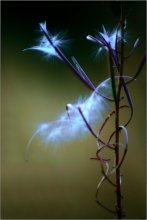 Flying in dreams and reality / ******