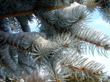 Schnee auf den Zweigen / ***