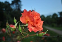 rosette / ***