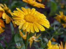 Marigold / ***