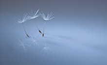 "We dance to the Raindrops" / ***