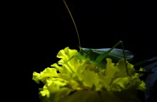 green to yellow / **************