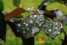 After the rain / /////