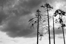 pine / ***