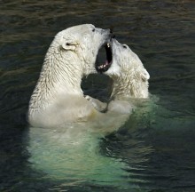 Bear Kuss / ***