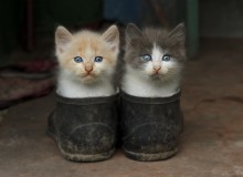 Two / ***