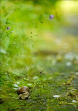 fairy world / ***