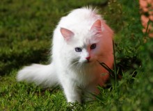 Snezana / ***