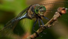 "Green eyes, thoughtful and easy to ............" / ***