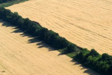 Cornfields. / ***