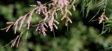Midge / ***