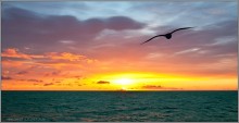 flight ... / ***