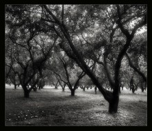Garden / ***