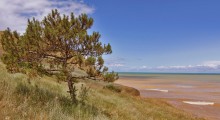 Pine on a sandy hill / ***