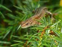 Viviparous lizard / ----------