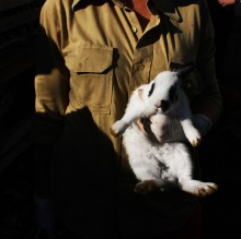 It is not only a valuable fur / ***