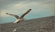 wo ich will, und fliegen ... / ***