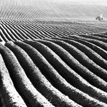 Spring line of the field II / \\\\\\\\\\\