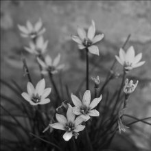 Wilting / __________