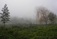 Foggy landscape / ***