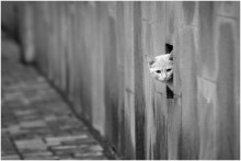Spy / *****