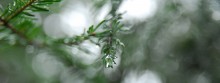 small miracles after the rain / ***