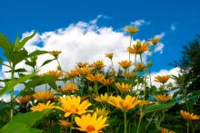 Flowers / ***