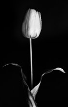 Tulip / .....