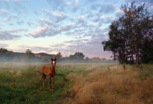 Morning of the Red Horse / ***