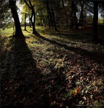 FALL PRO ... / ***