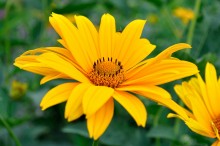 Flower / ***