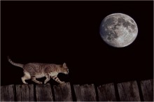 Full moon / *****