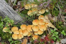 Wald Still Life / ***