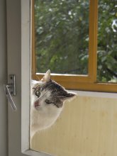 Who's there? / ***