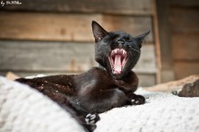 Sleepy .. / ***