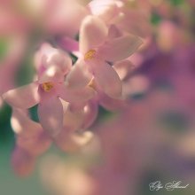 lilac / ***