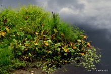 The inexorable fall / ***