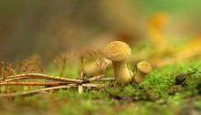 forest kingdom / ***