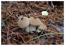 Familie Regenmantel / ***