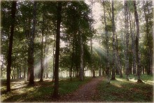 Im Morgenlicht Streams ... / ***