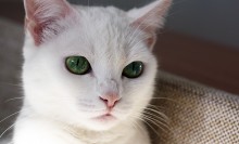 Die Augen der Katze / ********