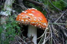 Fly-agaric / *******