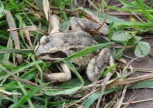 Frosch / ***