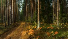 In the morning the woods / ***