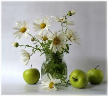 Apple - Kamille ... / ***
