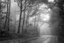 Elf Forest / ***