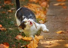 Summer weather - this is when he jumps lunch in the mouth! / ***